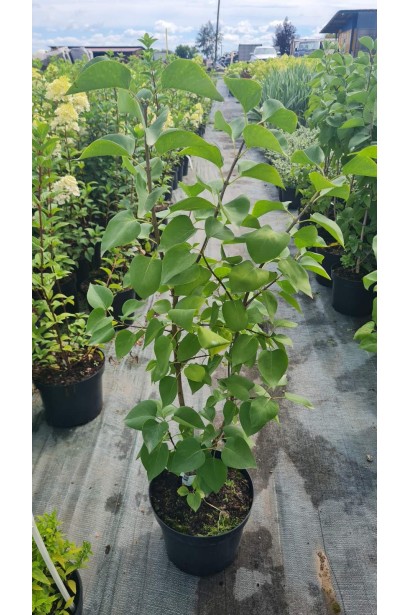 Бузок звичайний Катерина Хавемейєр - 5л/вис.80-100см/Ø30-40см